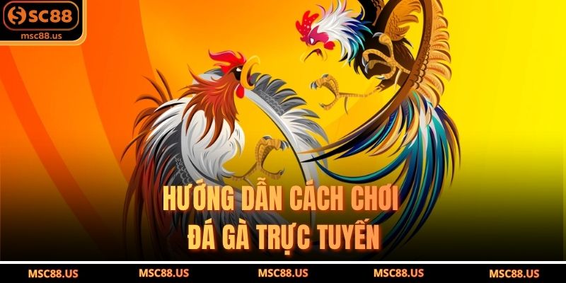 Hướng dẫn cách chơi đá gà trực tuyến